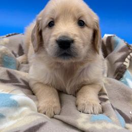 Female 3 - Golden female Golden Retriever puppy in Spanaway, Washington from 11 Oaks Kennels