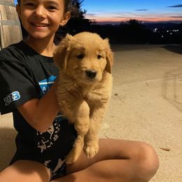 Golden Retriever Puppies from Golden Star Ranch