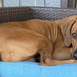 Rhodesian Ridgebacks from RR Ridgebacks