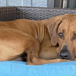 Rhodesian Ridgebacks from RR Ridgebacks