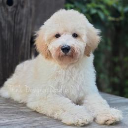 Saffron - Cream male Aussiedoodle puppy in Centreville, Mississippi from Trin's Designer Doodles