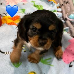 Howey (blue collar) - Black and tan male Cavalier King Charles Spaniel puppy in Ocala, Florida from Ray of Sunshine Spaniels LLC