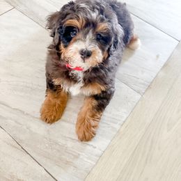 Bernedoodle, Cockapoo, and Goldendoodle Puppies from Danie’s Darling Doodles LLC