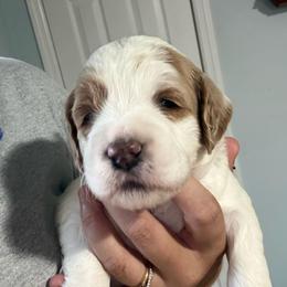 Purple Collar - Parti female Goldendoodle puppy in Winchester, Tennessee from Mahaffey’s Doodles