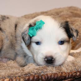 Beau - Blue merle male Australian Shepherd puppy in Plantersville, Texas from Jak Se Auss