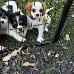Cavalier King Charles Spaniel Puppies from George Larkin