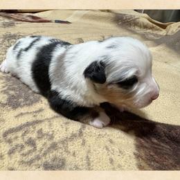 Boy 2 Aussie - Blue merle male Miniature Australian Shepherd puppy in Pensacola, Florida from TNT MINI AUSSIES