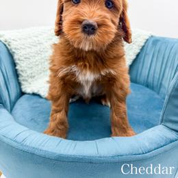 Cheddar - Red  male Goldendoodle puppy in Sunman, Indiana from Brunsman Country Doodles LLC