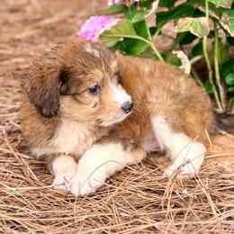 Jasper - Red tri-color male Aussiedoodle puppy in Eastman, Georgia from Dood B Ranch