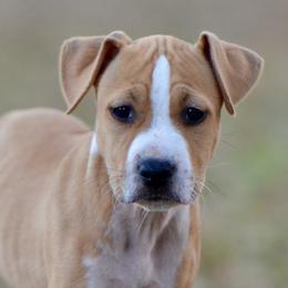 Honey - Red female American Staffordshire Terrier puppy in St. Augustine, Florida from LBK & Ancient City