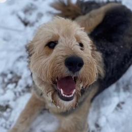 Nala - Bernedoodle