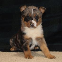 Derringer - Blue female Australian Cattle Dog puppy in Willamina, Oregon from Cherished Chihuahuas