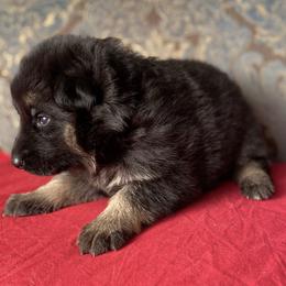 Red collar girl - Black and red female German Shepherd puppy in Coleta, Illinois from Four Leaf Farm- Vom Vierblättriges Bauernhof