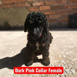 Pink Collar - Black female Poodle puppy in Henagar, Alabama from Windy Oak Kennels