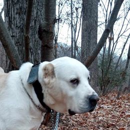 Clarita - Central Asian Shepherd Dog