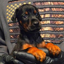 Leila - Black and rust female Doberman Pinscher puppy in China Township, Michigan from Snell's Superior Kennel Dobermann & GSP