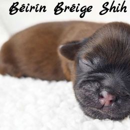 AKC Solid Red Male - Red male Shih Tzu puppy in Middle Grove, New York from Beirin Breige Shih Tzus