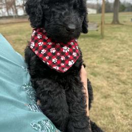 Chai - Black female Goldendoodle puppy in Portland, Tennessee from Happy_Tails_by_TJ