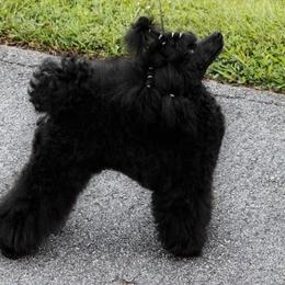 Clue - Poodle