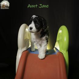 Aunt Jane - Black female Australian Labradoodle puppy in Cashmere, Washington from Mountain Home Doodles