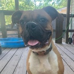 Boxers from Speak Out Kennel