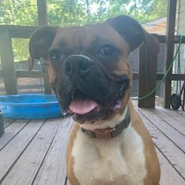 Boxers from Speak Out Kennel