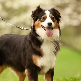 Mazey - Australian Shepherd