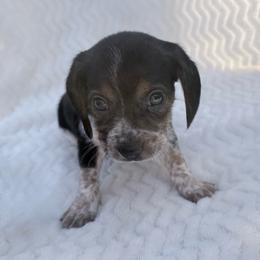 Pocket Beagle Boy 2 - Black tan and white male Beagle puppy in Gentry, Arkansas from HC Puppy Ranch