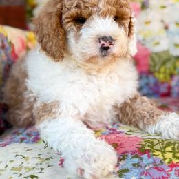 Banner - male Bernedoodle puppy in Clinton, Oklahoma from Golden Paws Fur Babies