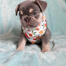 Skubal - Tricolors male French Bulldog puppy in Sterling Heights, Michigan from Freshwater Frenchies