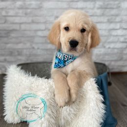 Golden Retriever Puppies from Blue water Goldens
