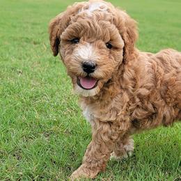 Goldendoodles from Glitzy Goldendoodles