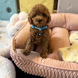 Bernedoodle and Poodle Puppies from Miranda’s Sunshine Poodles and Doodles