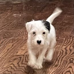 Parson Russell Terrier Puppies from Deep Creek Welsh Farm