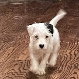 Parson Russell Terrier Puppies from Deep Creek Welsh Farm