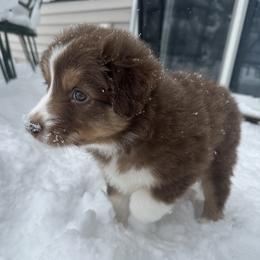 Midnight Cheese - Red tri-color female Australian Shepherd puppy in Byron Center, Michigan from Sunshine Shepherds