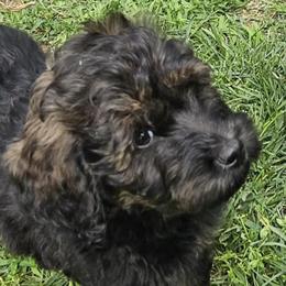 Vinny - Chocolate male Goldendoodle puppy in Kansas City, Missouri from Poppy's Doodles