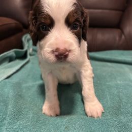 Girl 2 - Liver white and tan female English Springer Spaniel puppy in Tabor City, North Carolina from Big Bay Kennels LLC