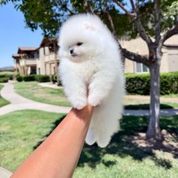 Casper - White male Pomeranian puppy in Las Vegas, Nevada from PupsByNikki