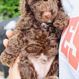 Scrumdiddlyumptious - Brown male Bernedoodle puppy in Ohio from Moore Doodles