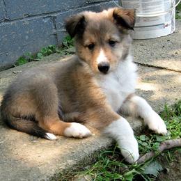 Shetland Sheepdog Puppies from Fancypants Shetland Sheepdogs