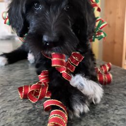 Labradoodle Puppies from Dog Paw Doodles