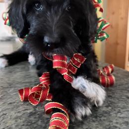 Labradoodle Puppies from Dog Paw Doodles