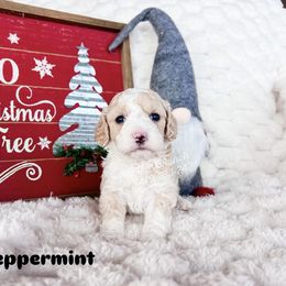 Peppermint - Yellow and white female Bernedoodle puppy in Sulphur Bluff, Texas from V6 Ranch Dogs
