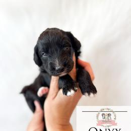Onyx - Black and white male Aussiedoodle puppy in Corydon, Indiana from Ridgeline Doodles