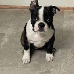 Boston Terrier Puppies from Bonze Boston Terriers