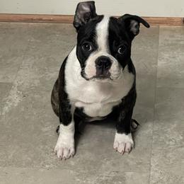 Boston Terrier Puppies from Bonze Boston Terriers