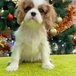 Cavalier King Charles Spaniel Puppies from Kilmaren Cavaliers
