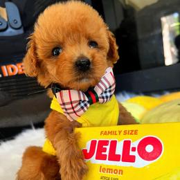 FINN - Apricot male Maltipoo puppy in Sugar Land, Texas from Celebrity Maltipoos