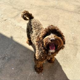 Wren - Australian Labradoodle